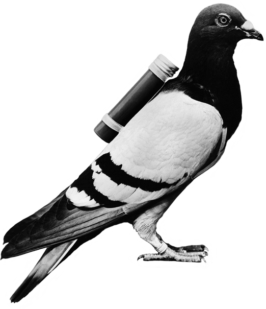 carrier pigeon of the U.S. Army