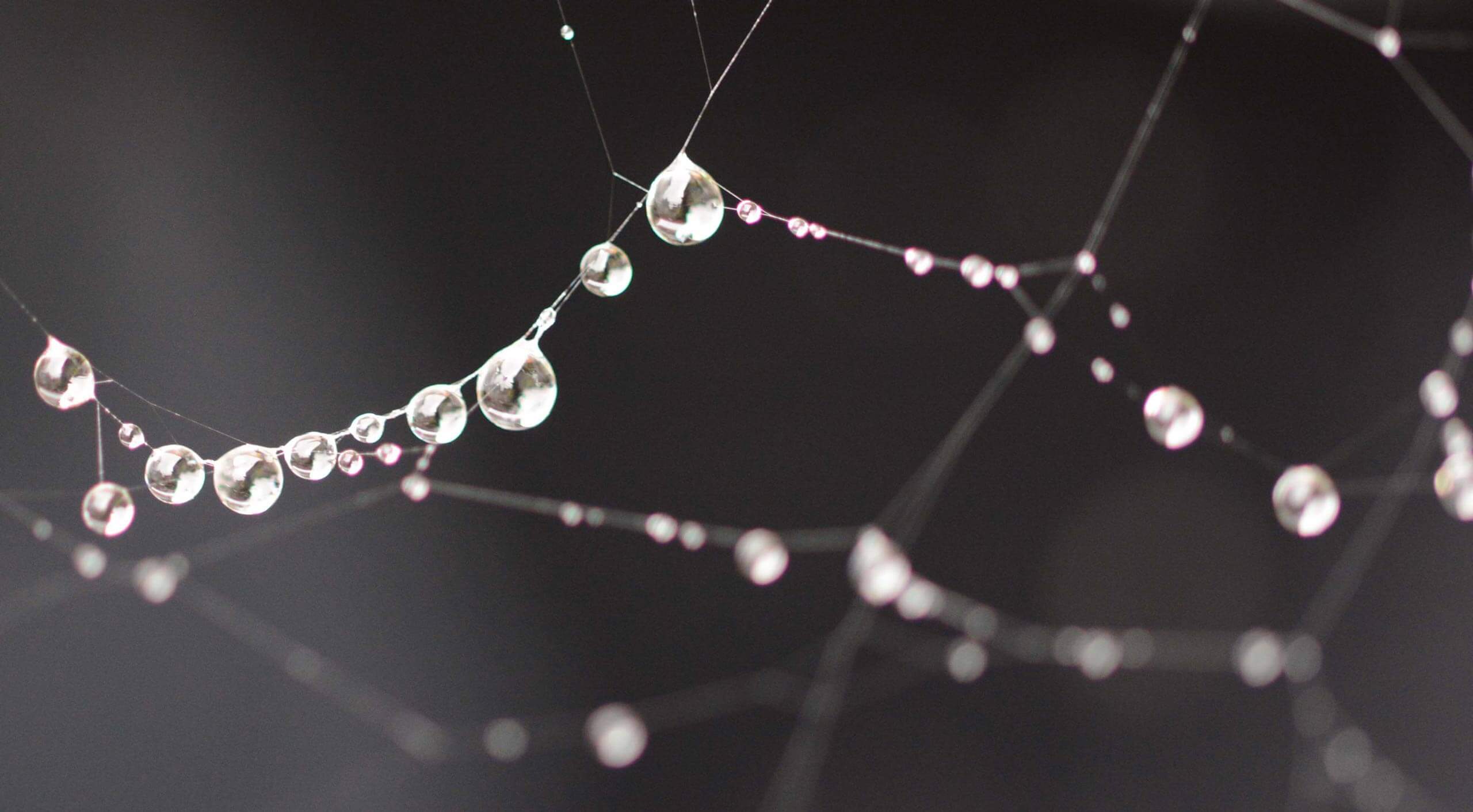 Sparkling spider web 1.0